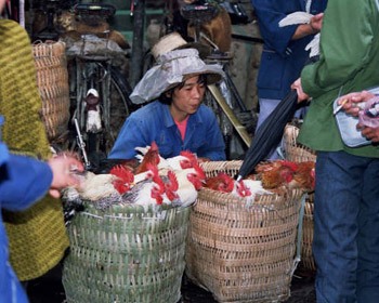 rural market day 