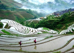 Spring Scene in Longji